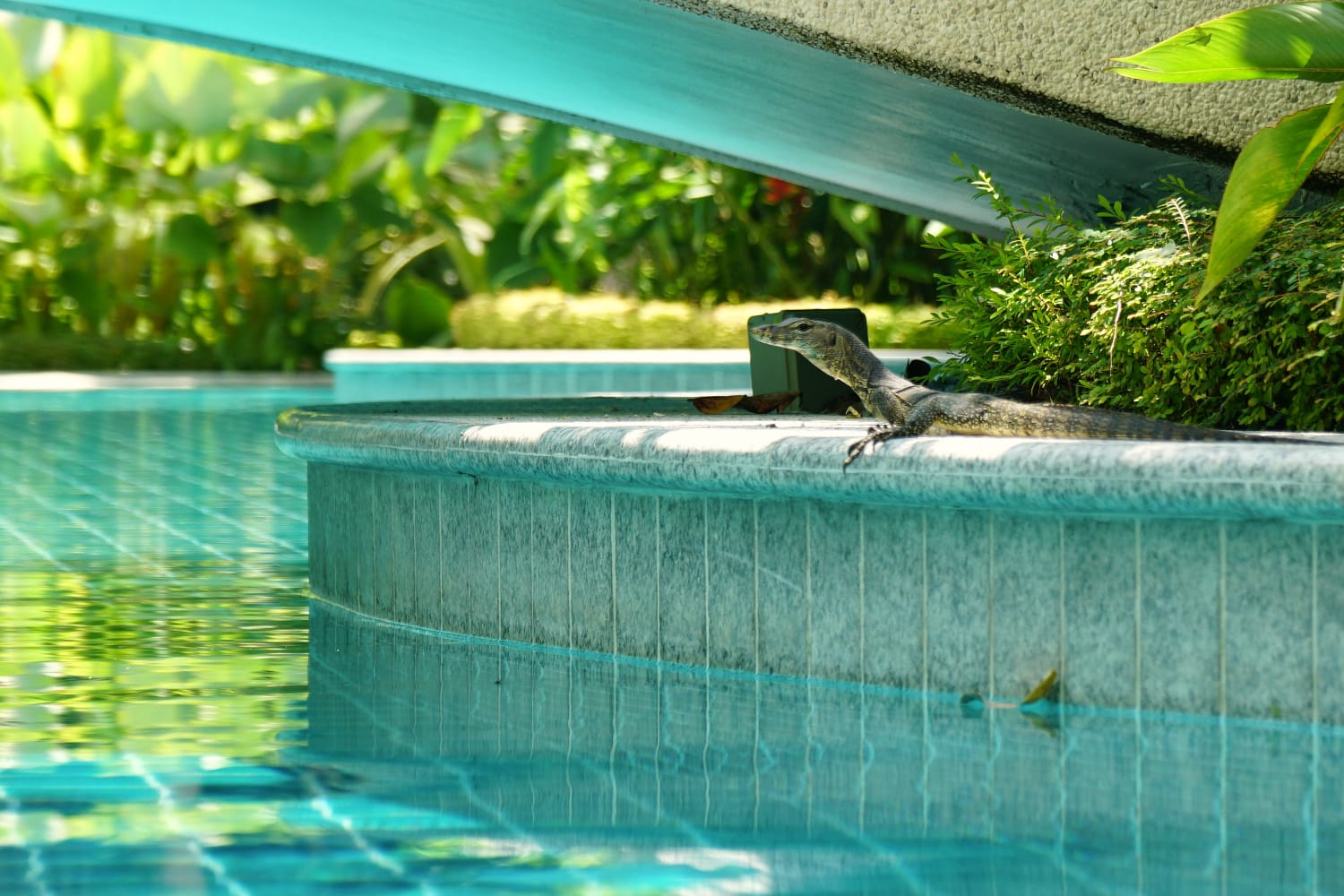 Waran am Pool