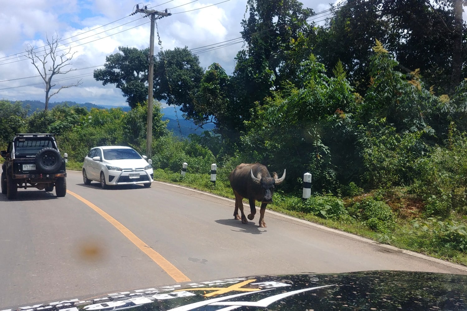 Thailand Offroad Wasserbüffel auf der Straße