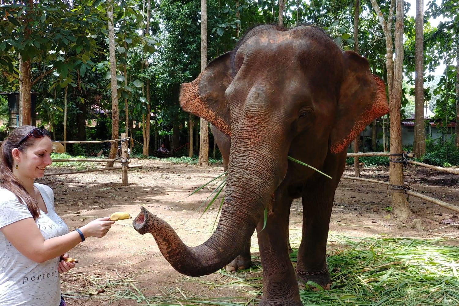 Thailand Elefanten