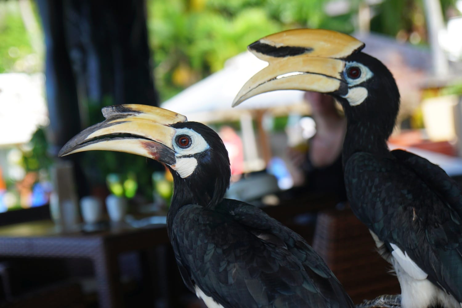 Nashornvogel (Hornbill)