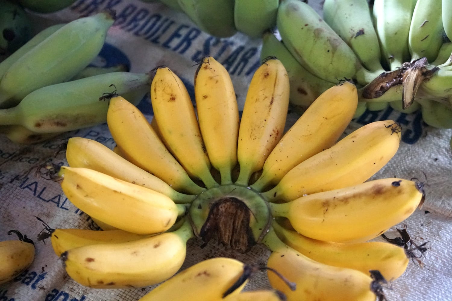 Saba Bananen