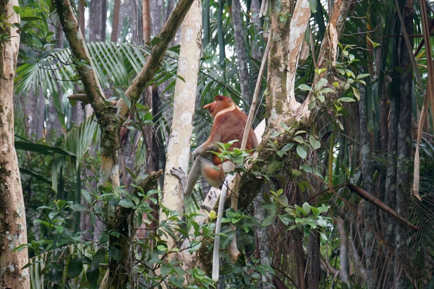 Bako Borneo Nasenaffen