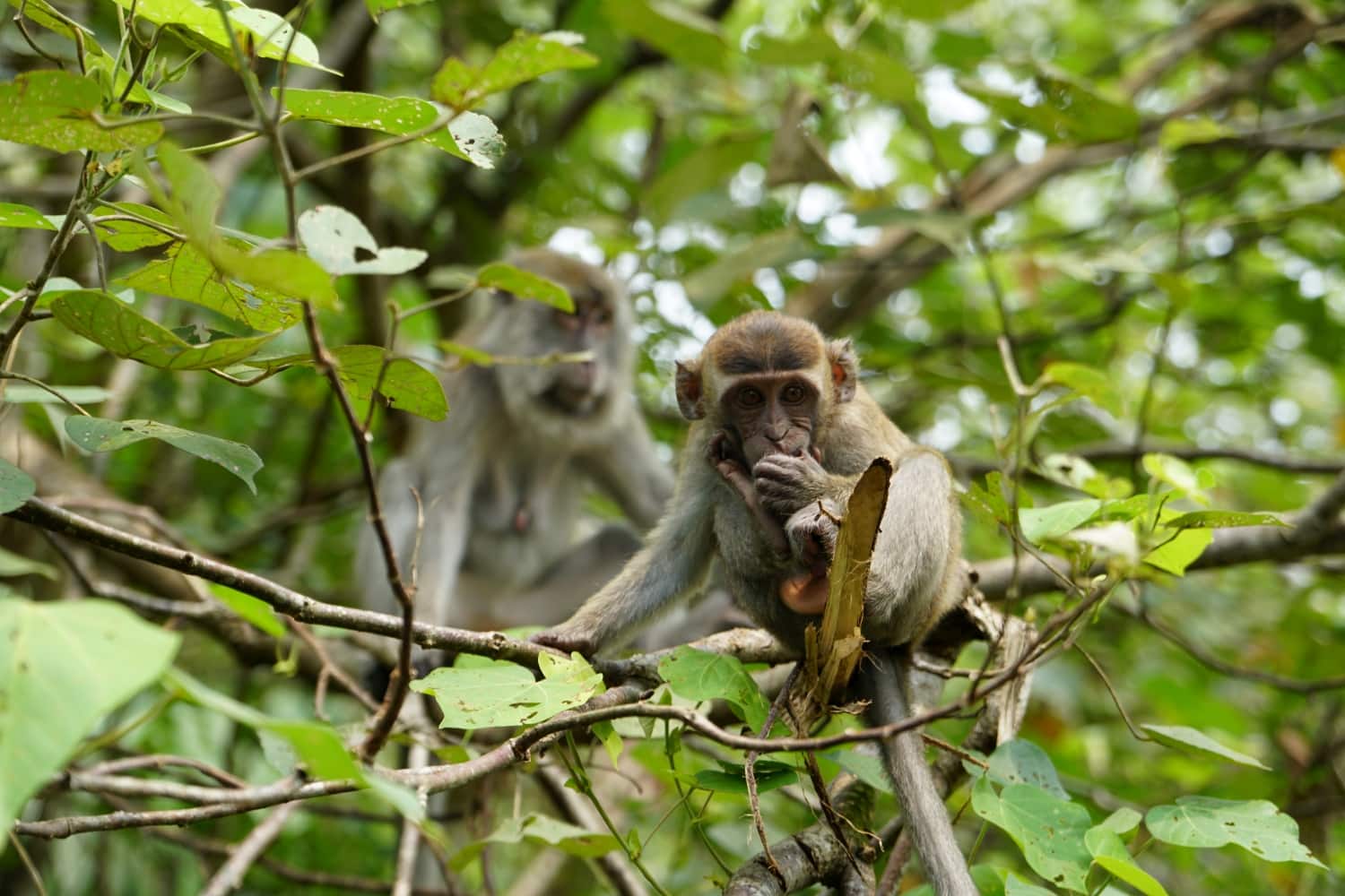 Bako Makaken Borneo