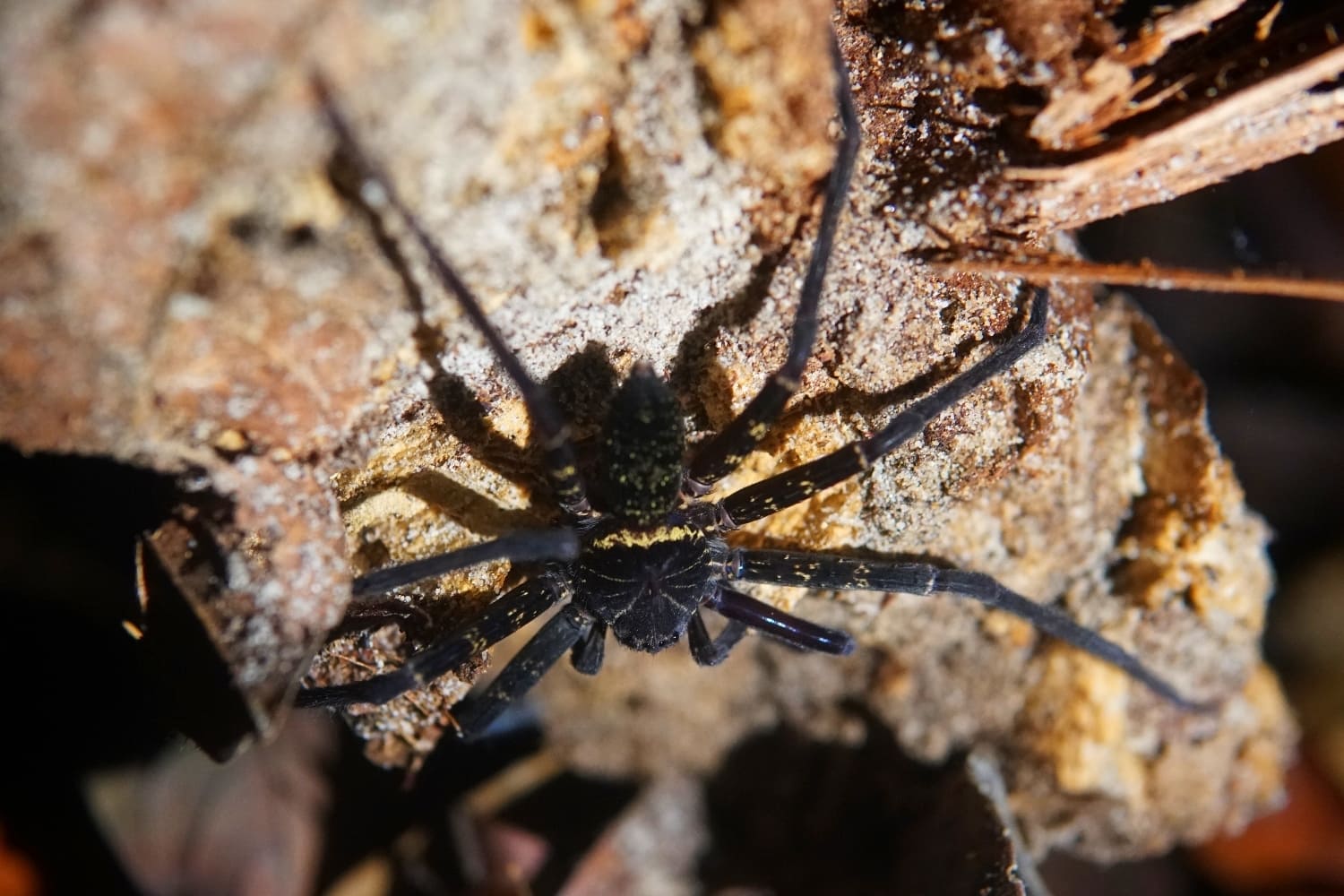 Bako Nachtwanderung Krabbenspinne