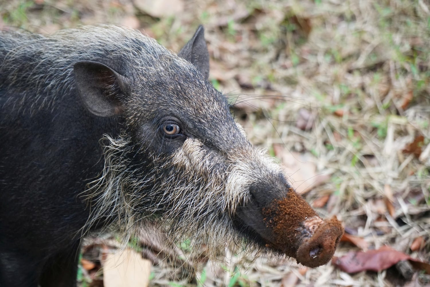 Bako Wildschweine