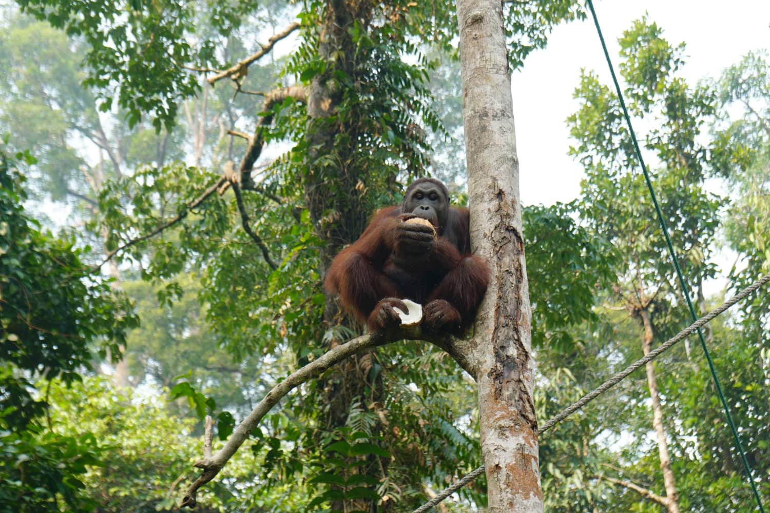 Orang-Utan auf Borneo Kokosnuss