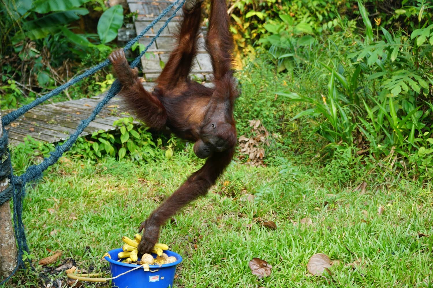 Orang-Utans auf Borneo sind wählerisch