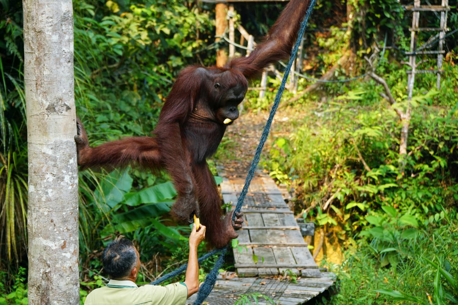 Orang-Utan Fütterung