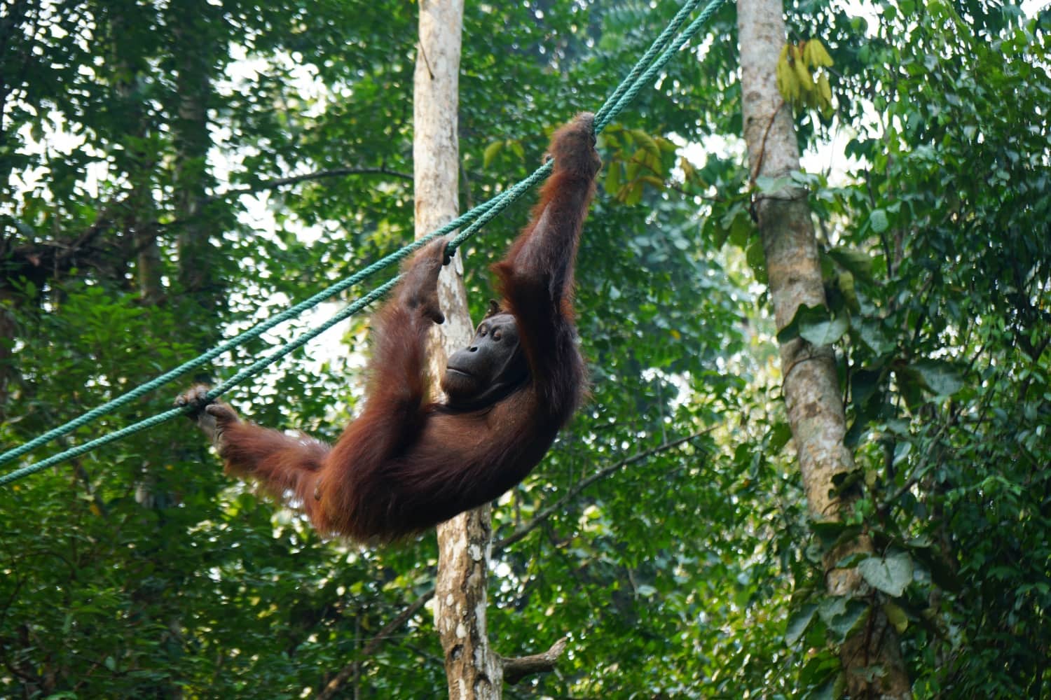 Orang-Utans klettern auf Seilen