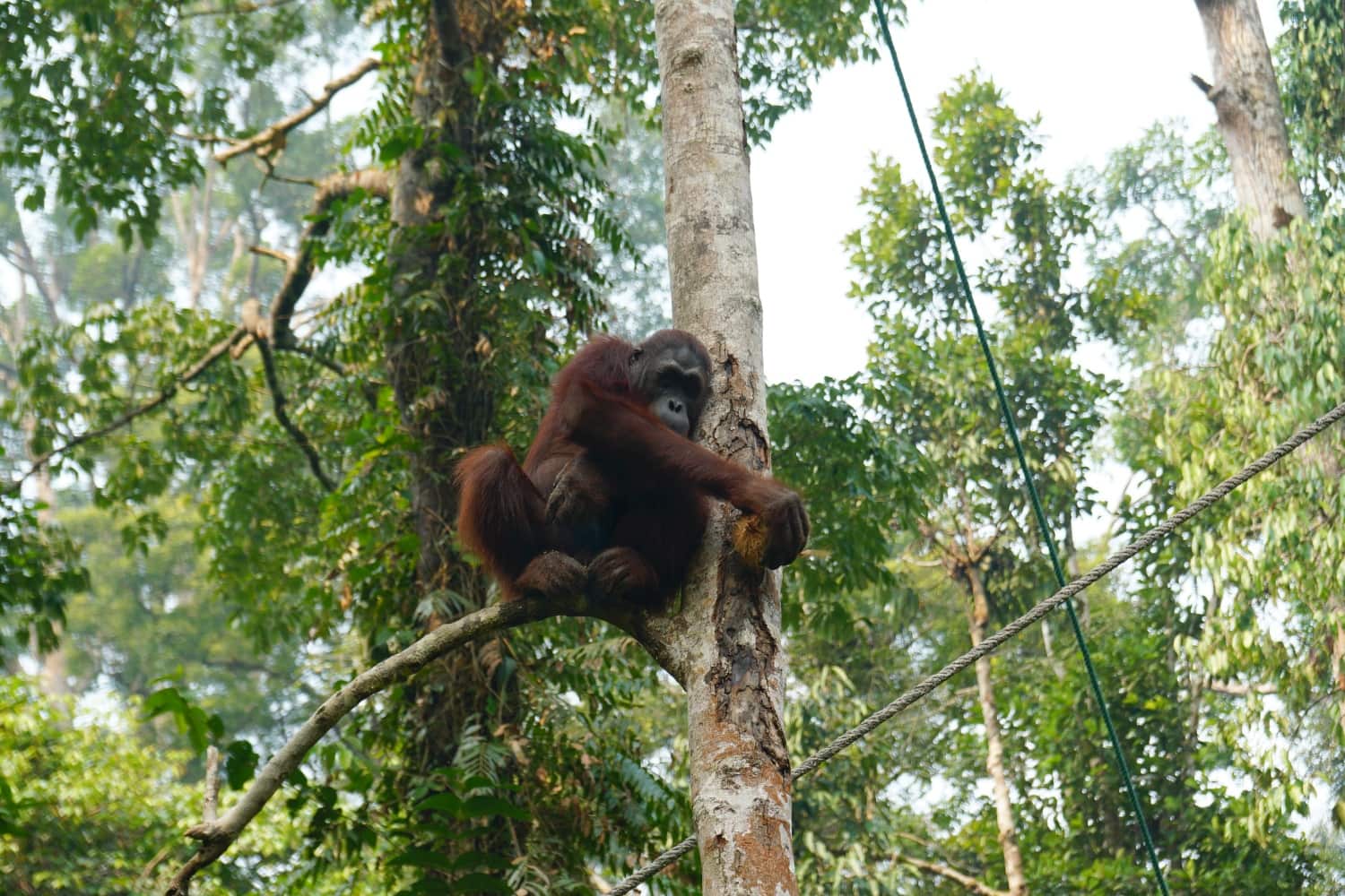 Orang-Utan isst Kokosnuss
