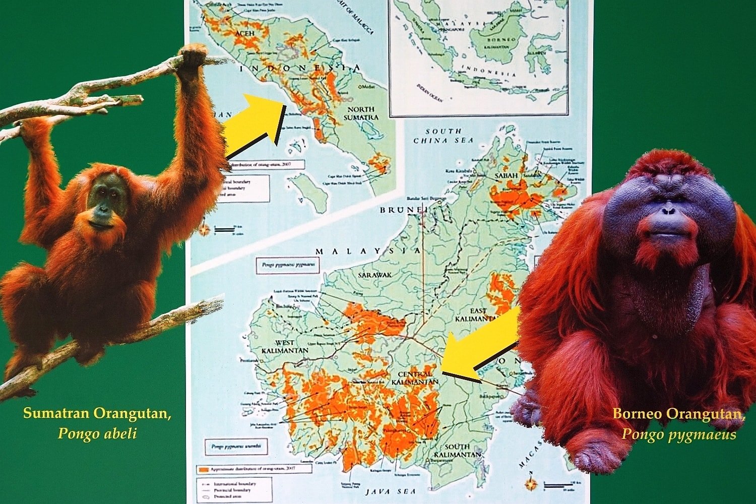 Orang Utan Kuching Borneo