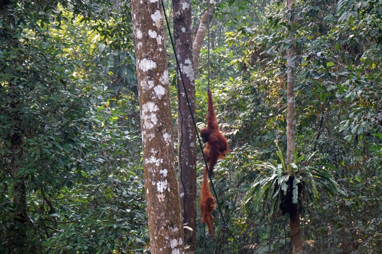 Orang Utan mit Baby