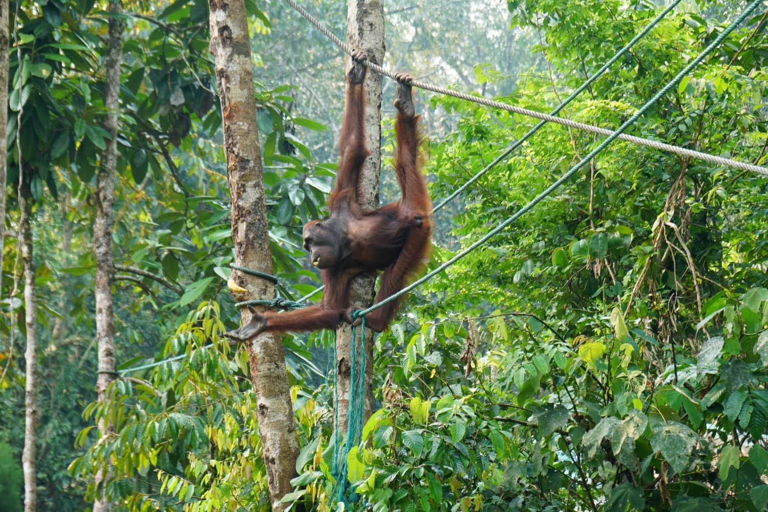 Orang-Utans auf Borneo