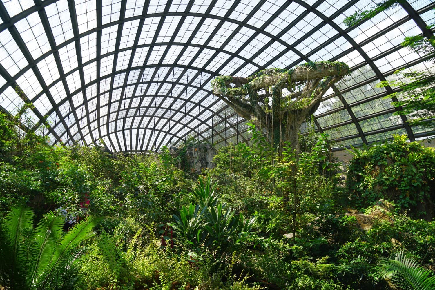 Riesenheuschrecken Penang