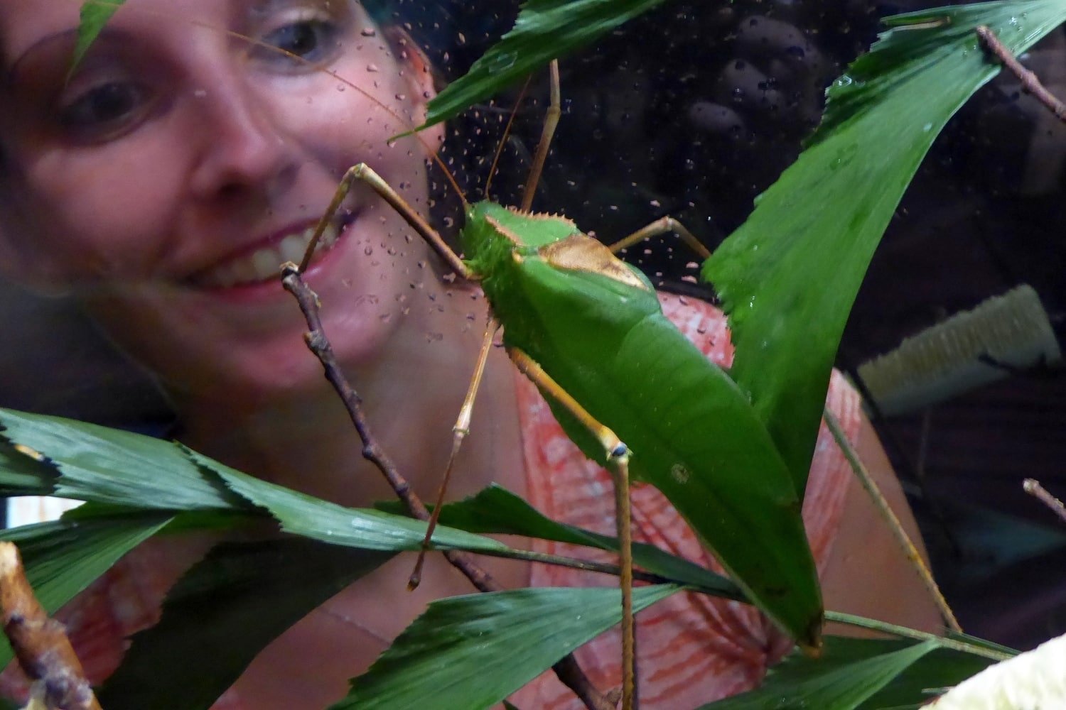 Schmetterling auf Ananas