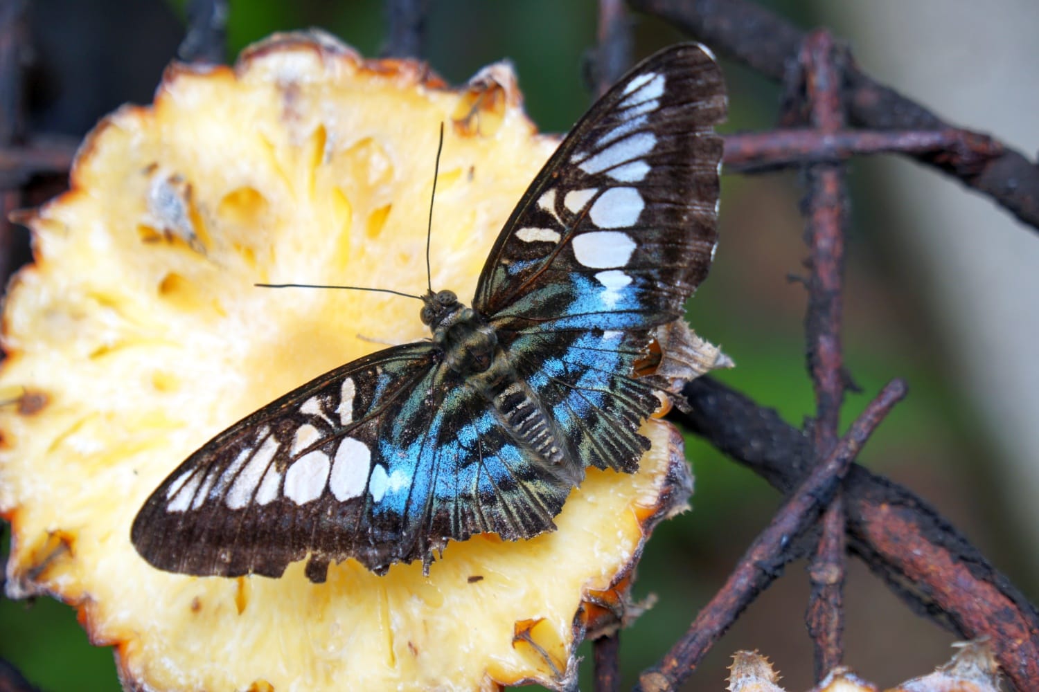 Schmetterlinge Butterfly Farm Penang