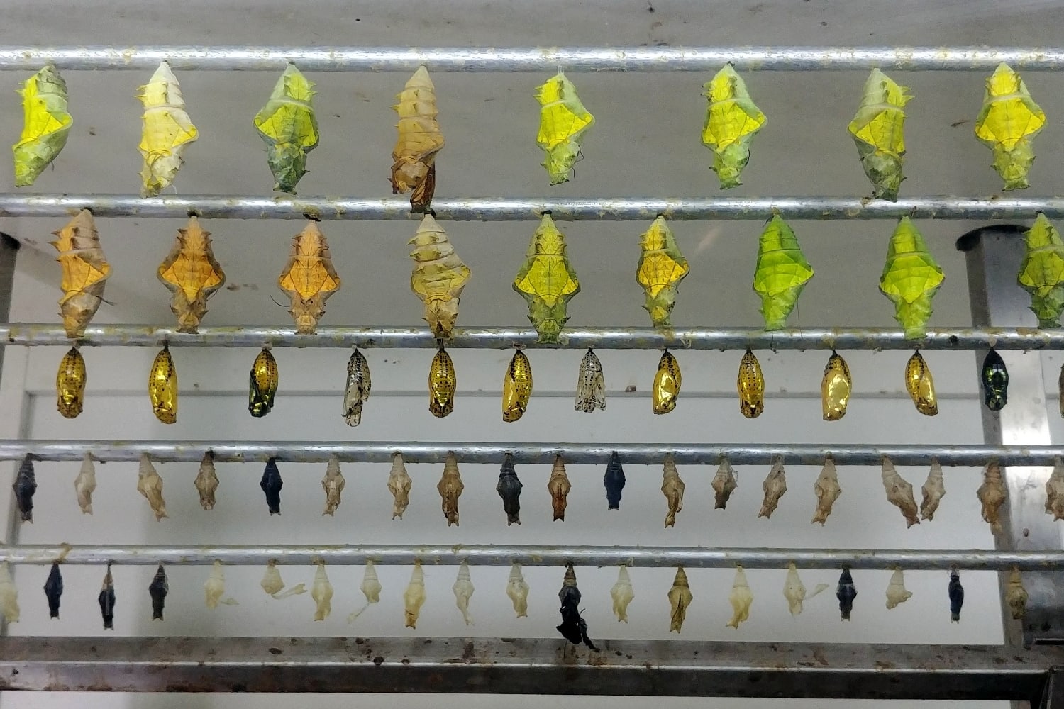 Seidengewinnung Butterfly farm
