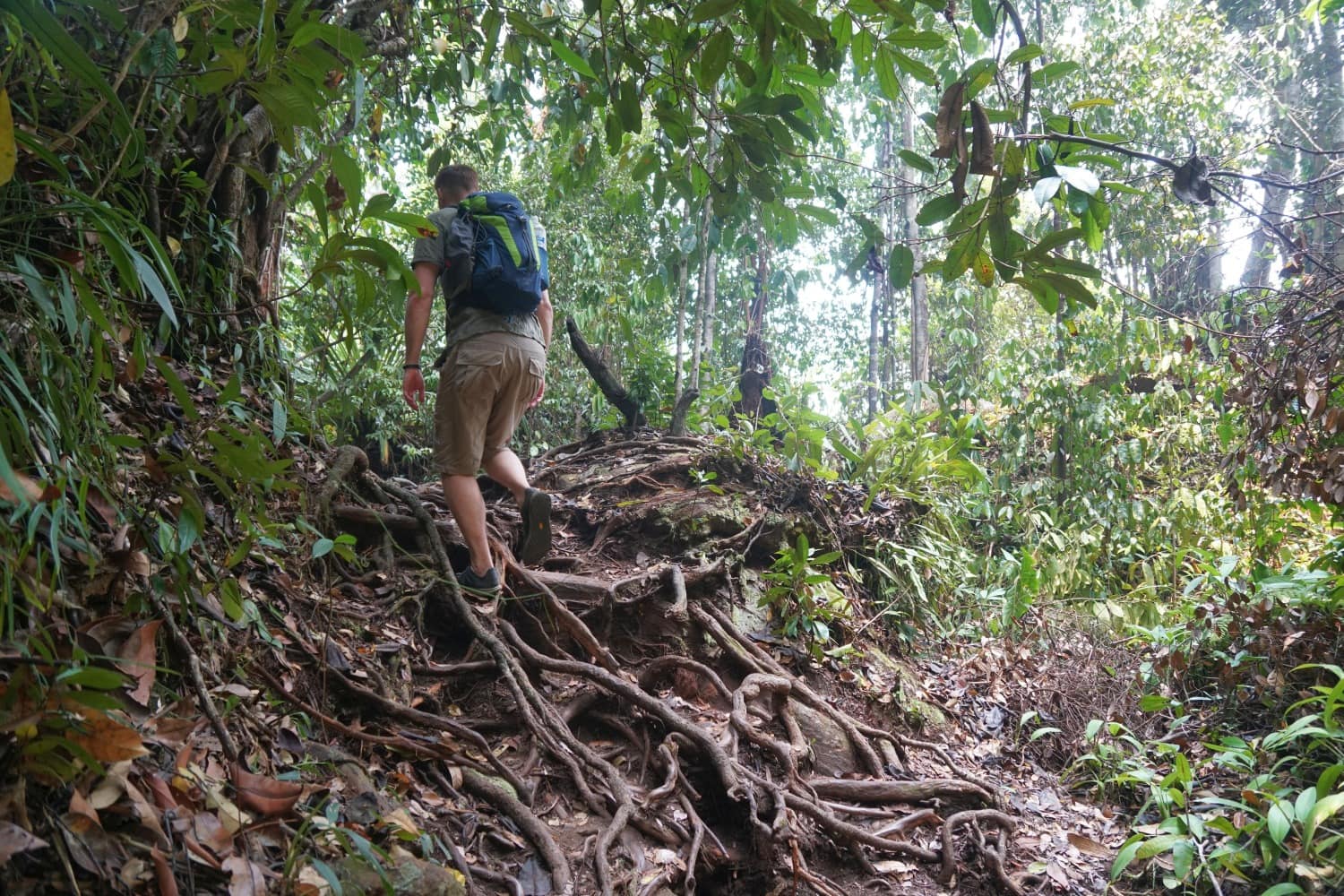 Telok Paku Trail Dschungel