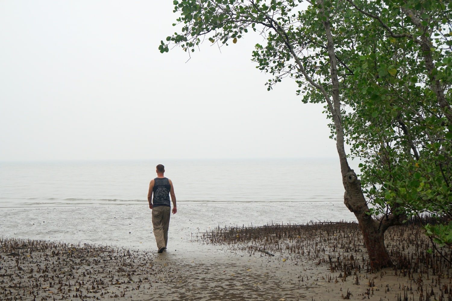 Teluk Delima Mangroven
