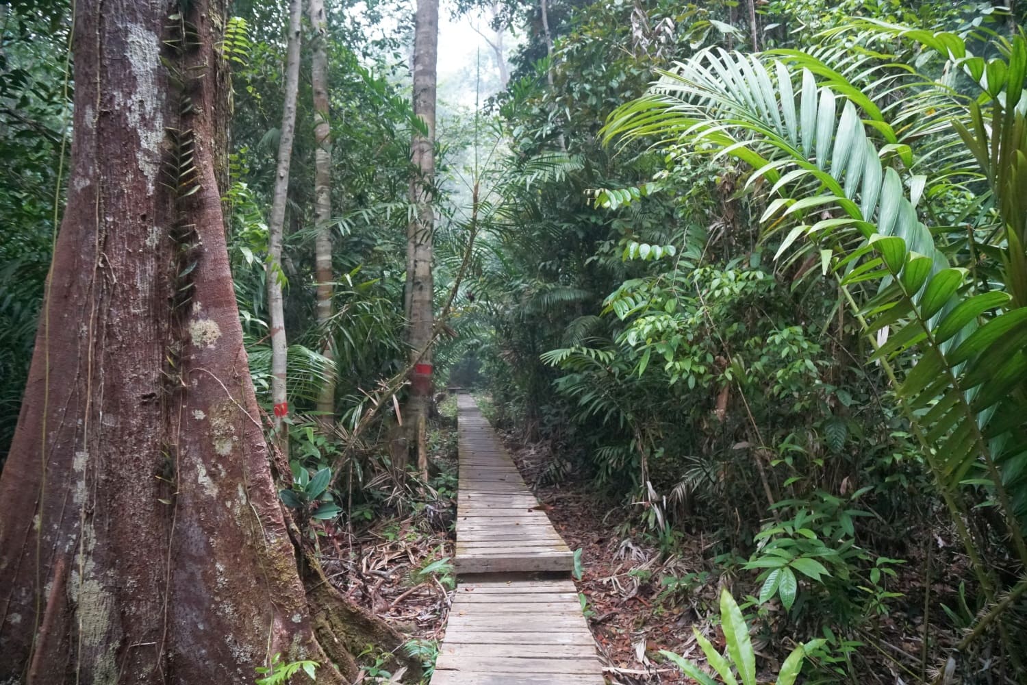 Teluk Delima Trail Anfang