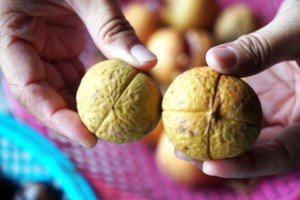 Muskatnuss, Gewürz und Heilmittel