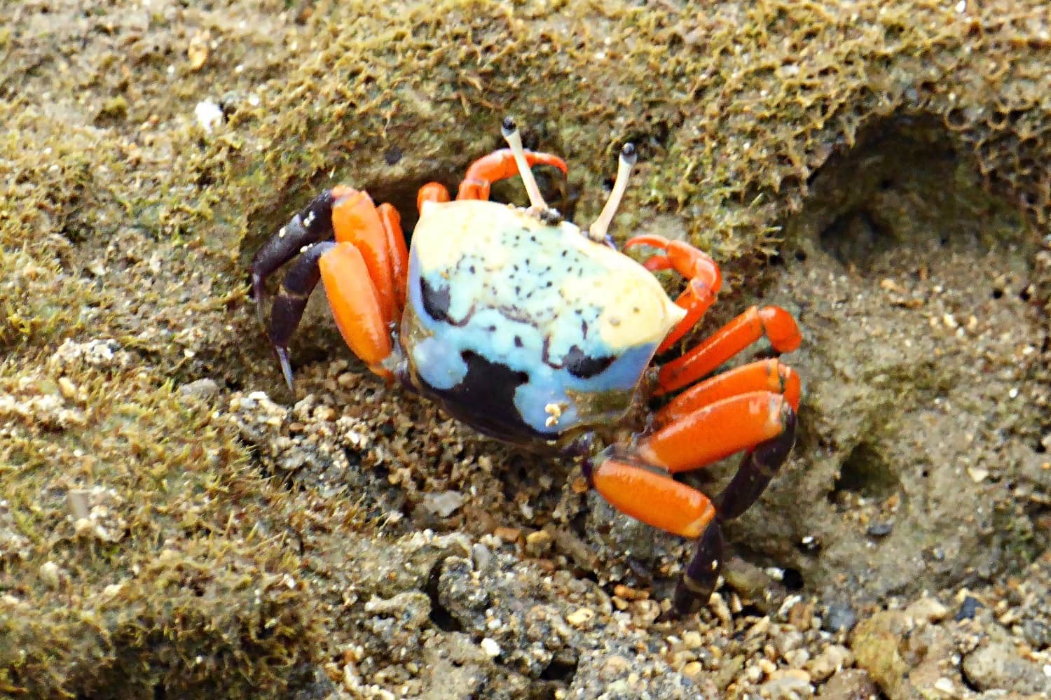 Winkerkrabben Pulau Weh