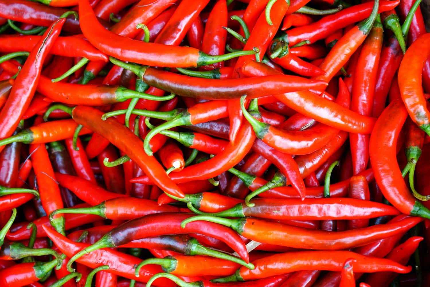 Chilis für Sambal