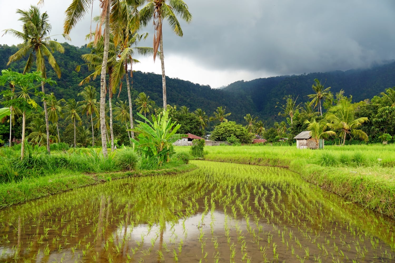 Reisfelder Bali