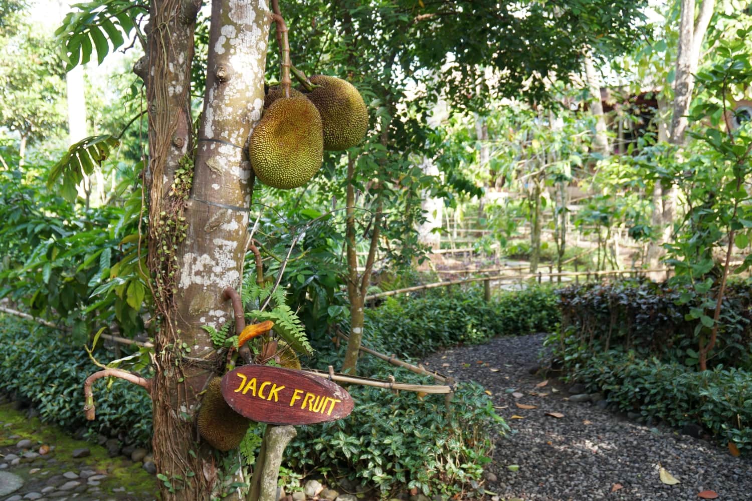 Basanta Agro Orgnic Bali Jackfruit