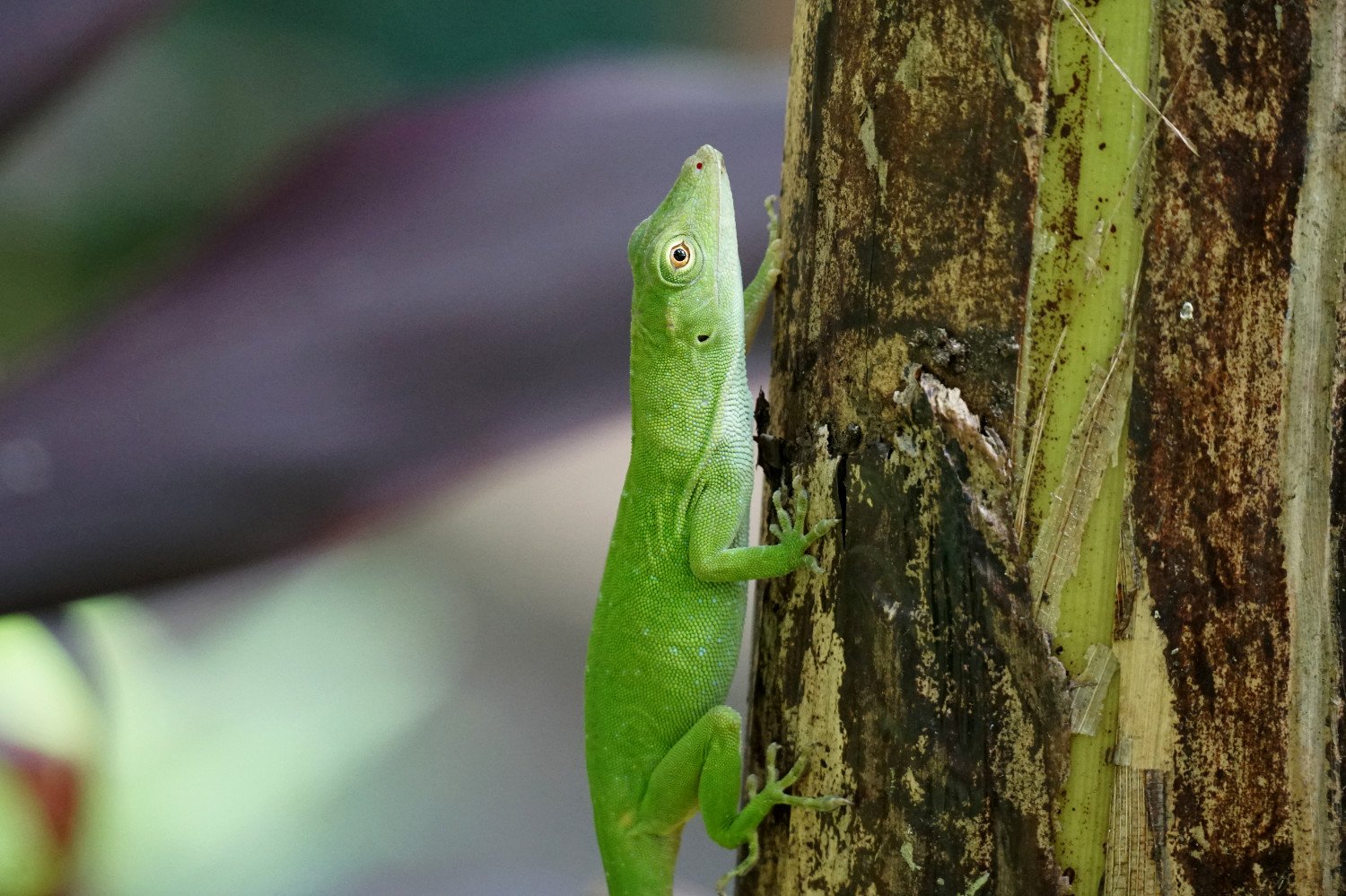 Grüne Echse in Costa Rica