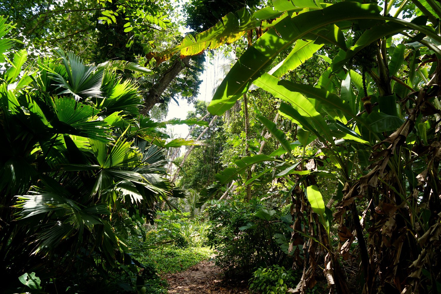 Dschungel in Puerto Viejo